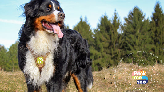Mosquitoes & Your Pets - 2 Min. Read